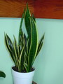 Snake Plant